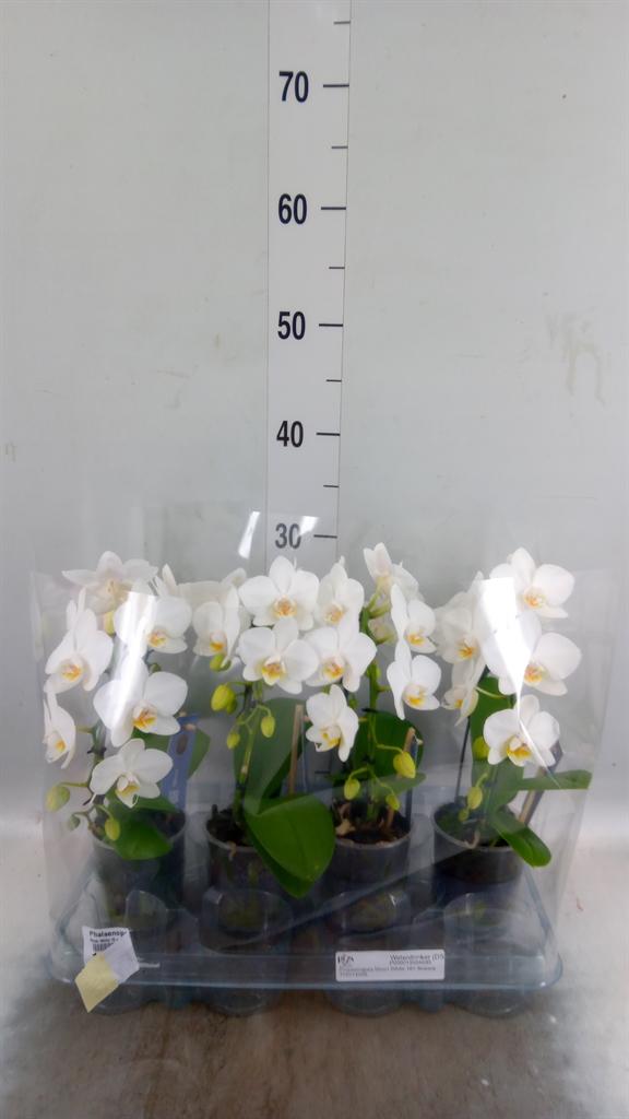 Горшечные цветы и растения оптом Phalaenopsis   ...white от 4шт (для телеги) из Голландии с доставкой по России