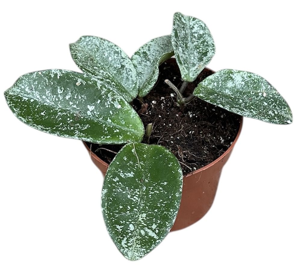 Горшечные цветы и растения оптом Hoya Grey Ghost от 1шт из Голландии с доставкой по России