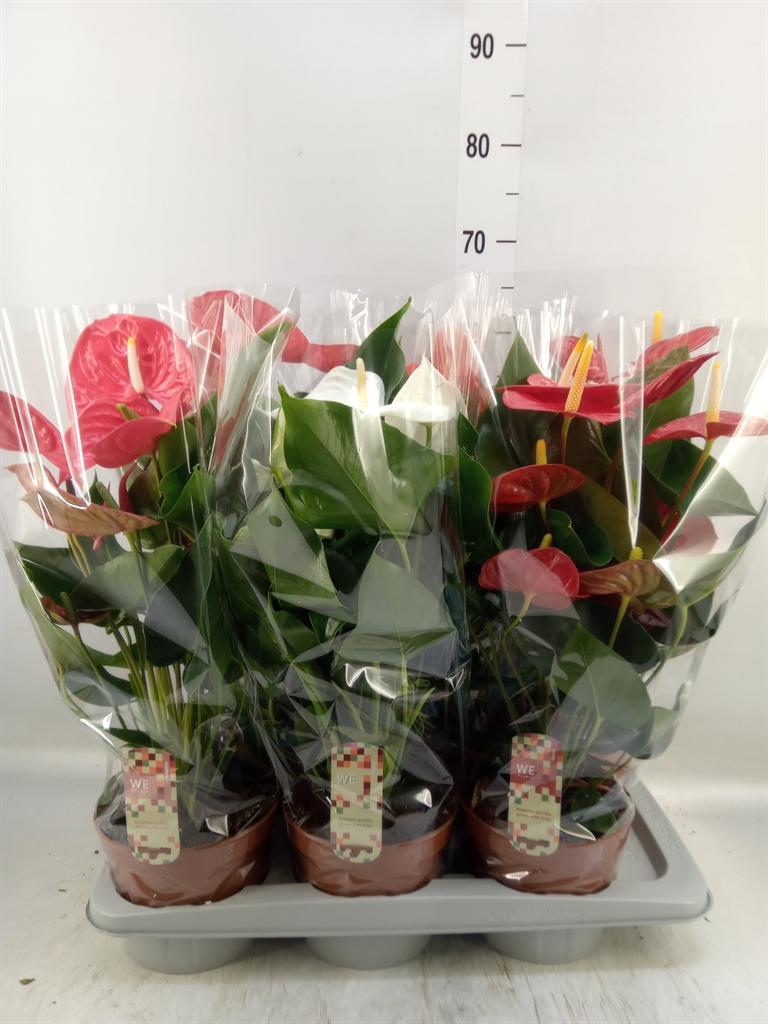 Горшечные цветы и растения оптом Anthurium   ...mix 4 от 6шт из Голландии с доставкой по России