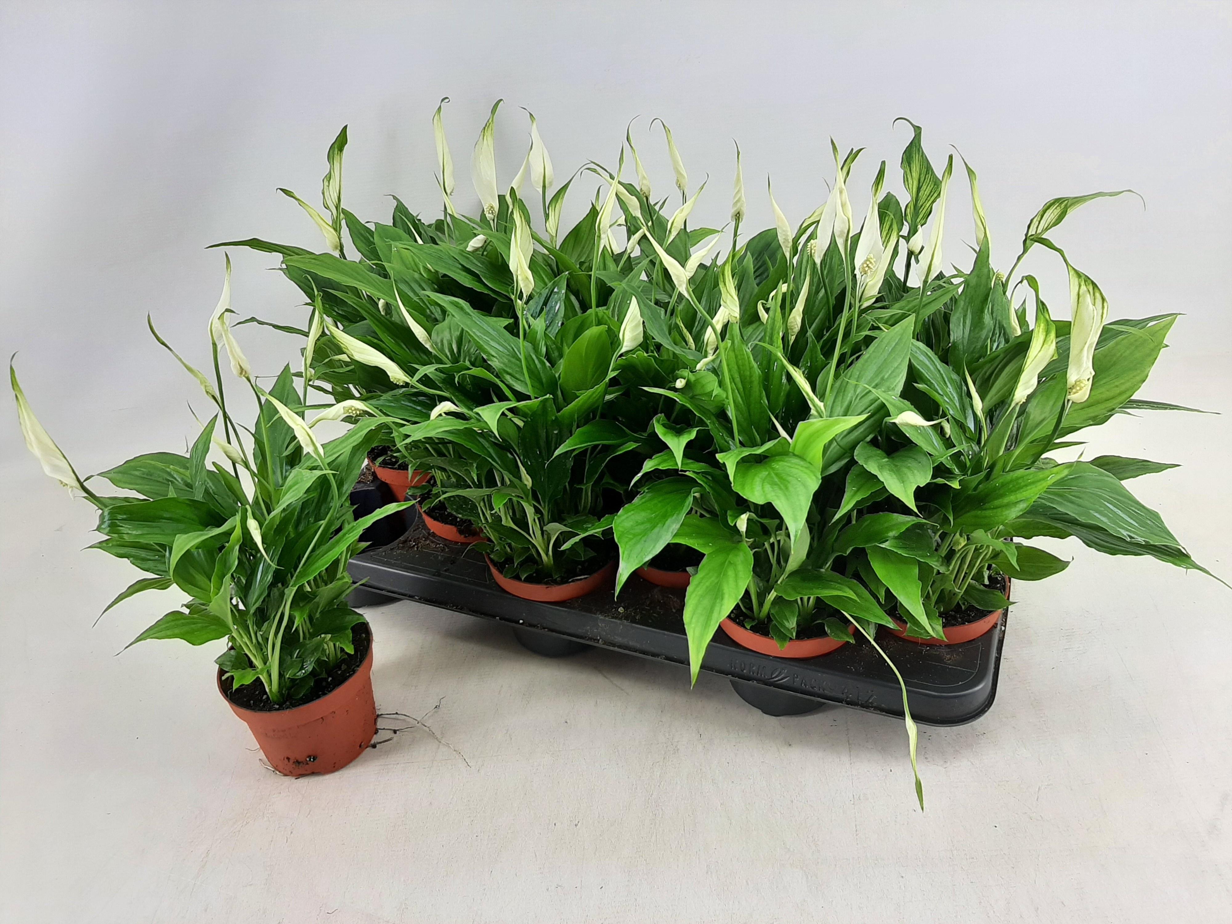 Горшечные цветы и растения оптом Spath Chopin от 12шт из Голландии с доставкой по России