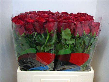 Срезанные цветы оптом Rosa large rhodos от 320шт из Голландии с доставкой по России