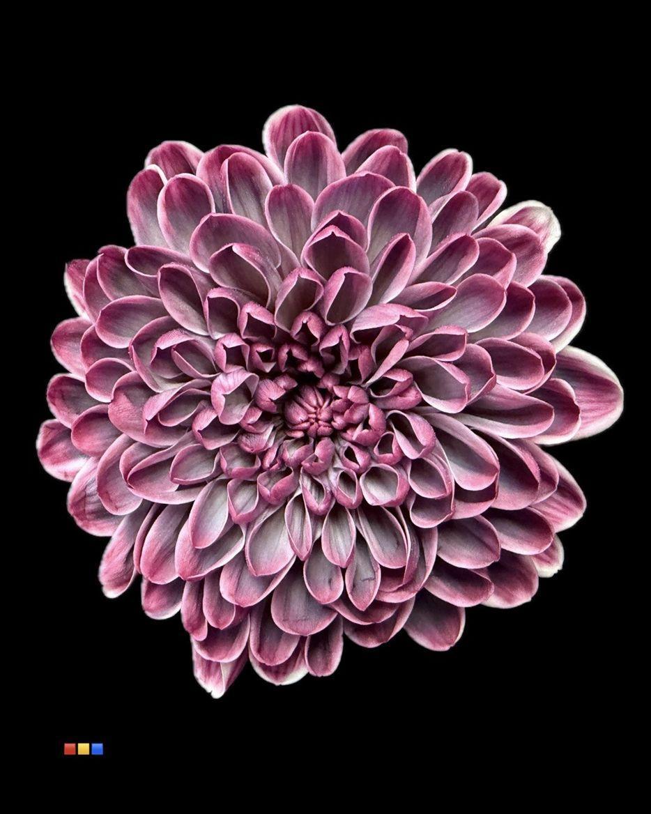 Срезанные цветы оптом Chrys sp paint altaj gothic от 40шт из Голландии с доставкой по России