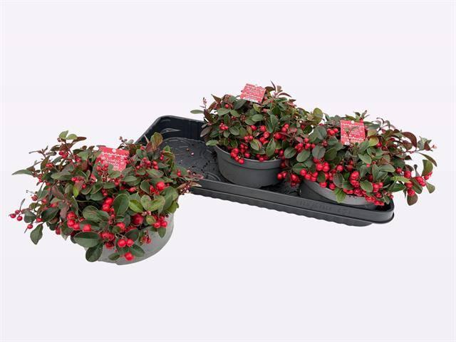 Горшечные цветы и растения оптом Gaulth Pr Big Berry от 3шт из Голландии с доставкой по России