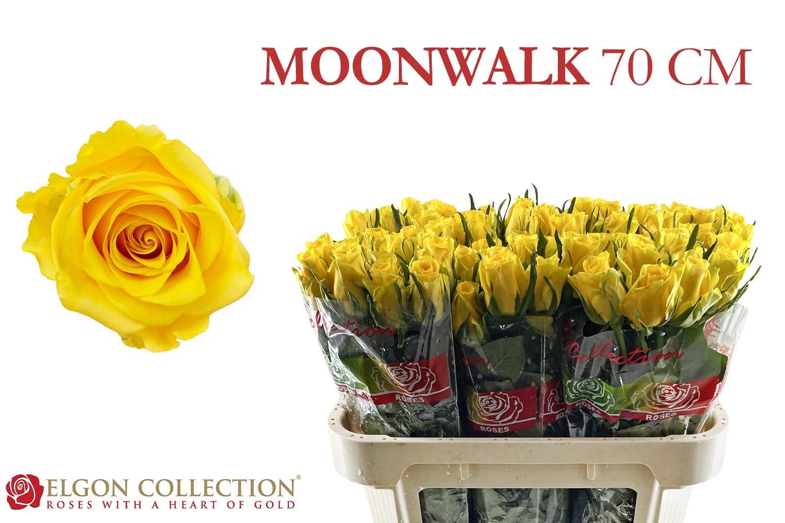 Срезанные цветы оптом Rosa large moonwalk от 260шт из Голландии с доставкой по России