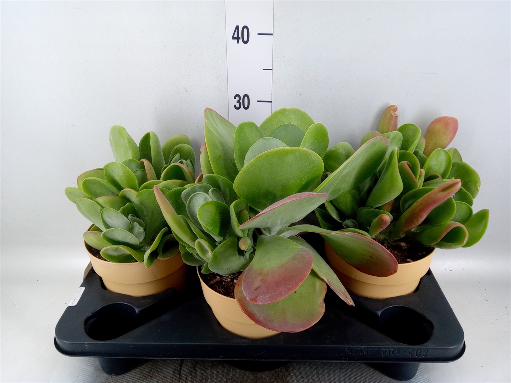 Горшечные цветы и растения оптом Kalanchoe Nf   ... от 3шт из Голландии с доставкой по России
