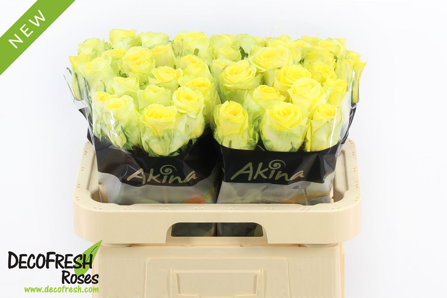 Срезанные цветы оптом Rosa large other (klok 08) от 40шт из Голландии с доставкой по России