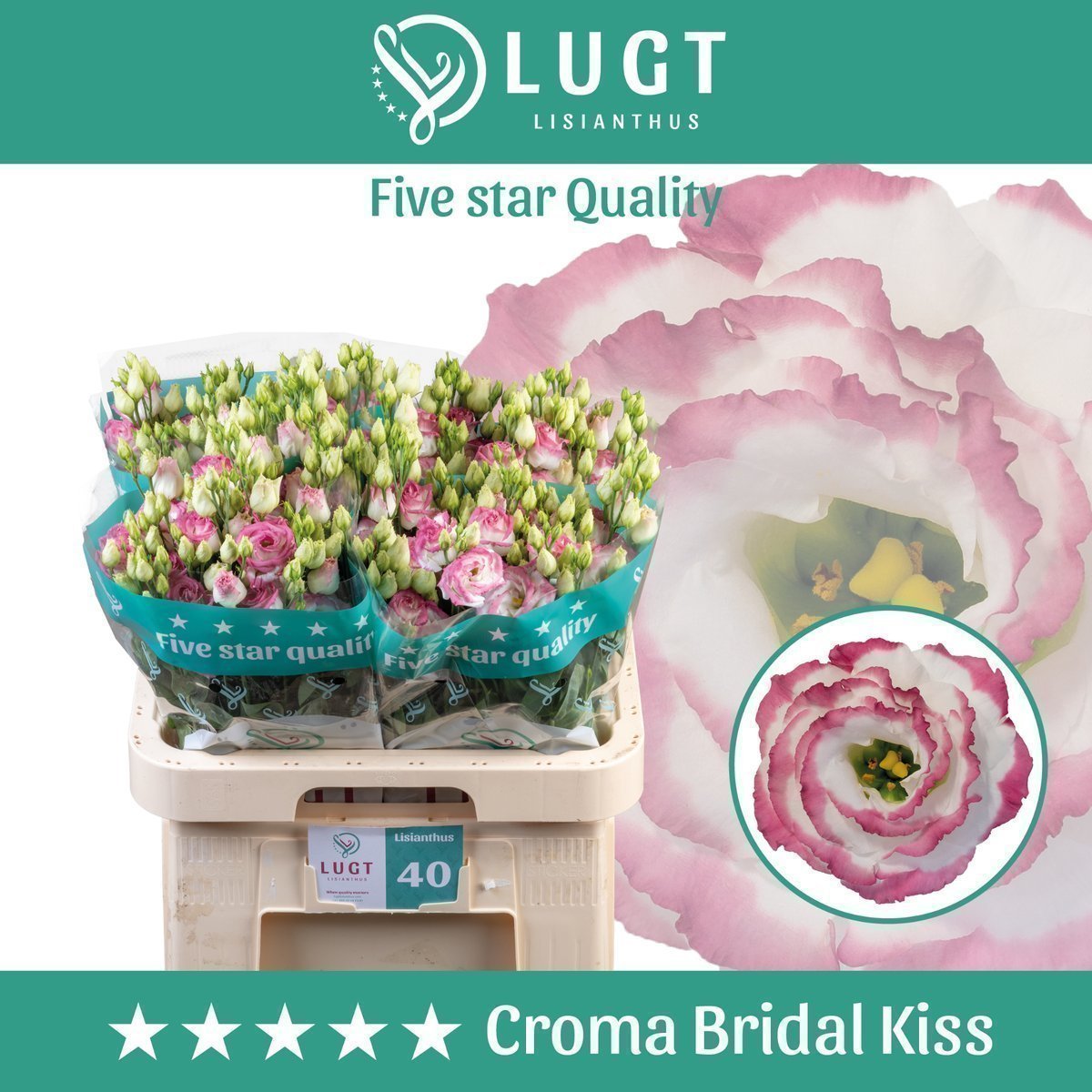 Срезанные цветы оптом Lisianthus do croma bridal kiss от 40шт из Голландии с доставкой по России