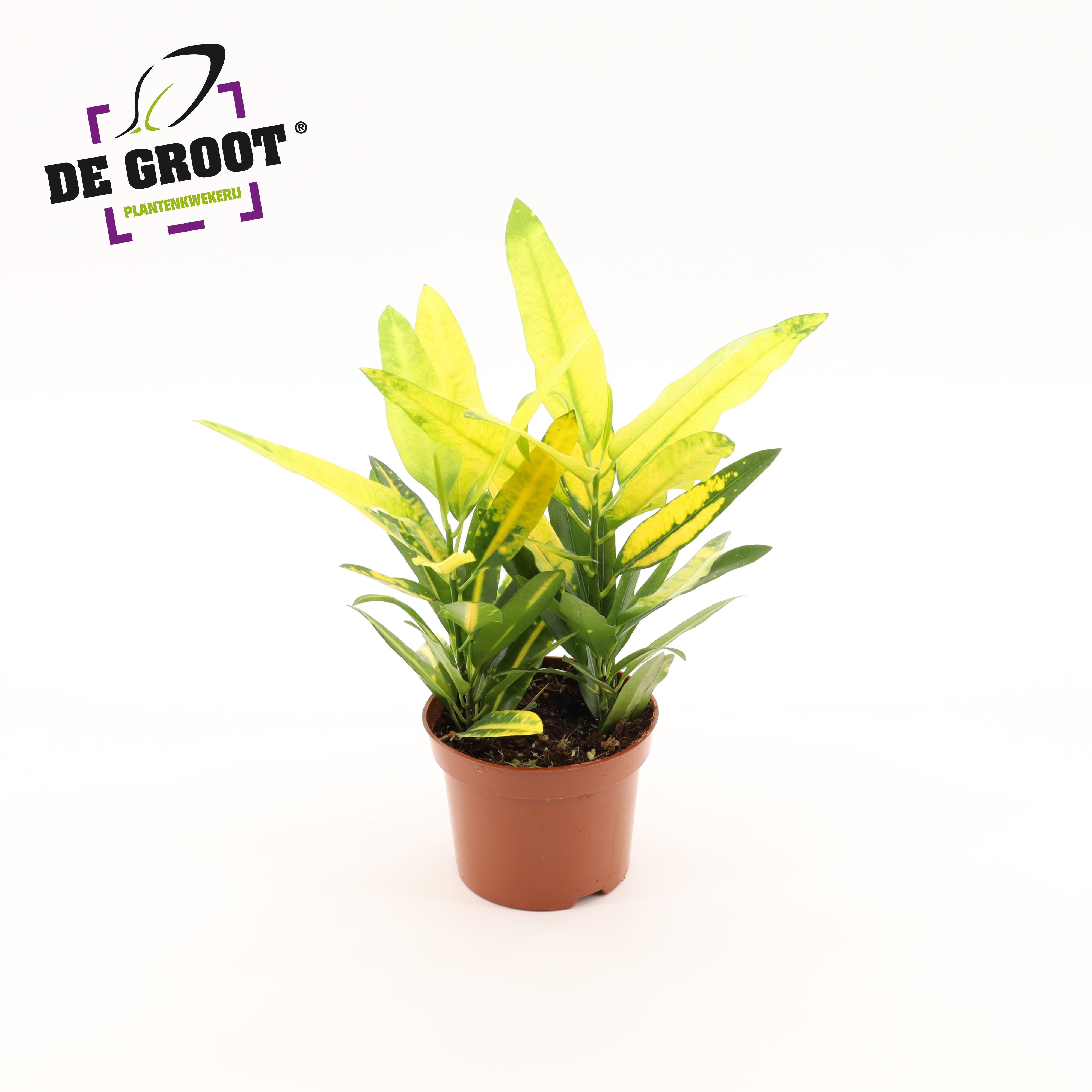 Горшечные цветы и растения оптом Codiaeum Sunny Star от 10шт из Голландии с доставкой по России