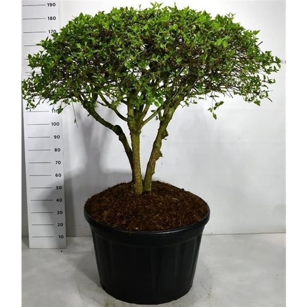 Горшечные цветы и растения оптом Cornus Mas от 1шт из Голландии с доставкой по России