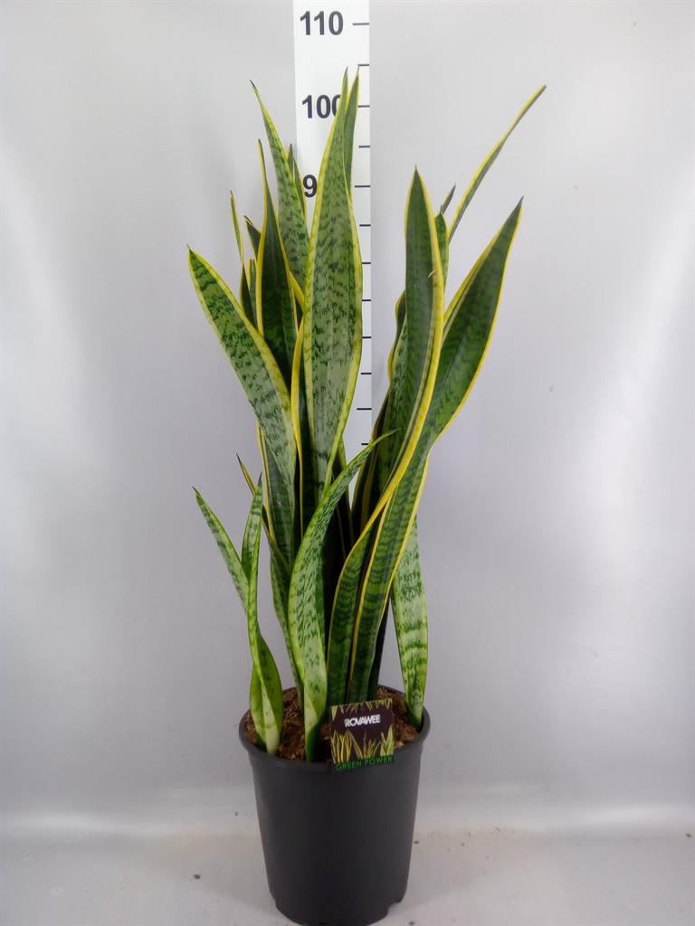 Горшечные цветы и растения оптом Sansevieria Trifa. laurentii от 1шт из Голландии с доставкой по России