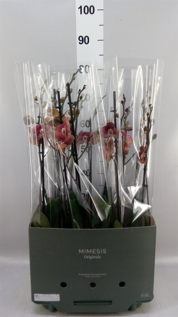 Горшечные цветы и растения оптом Phalaenopsis ant Toulon от 6шт из Голландии с доставкой по России