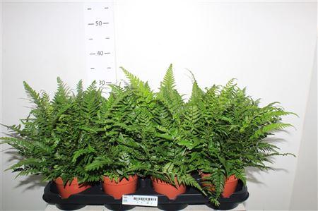 Горшечные цветы и растения оптом Athyrium Ov от 8шт из Голландии с доставкой по России