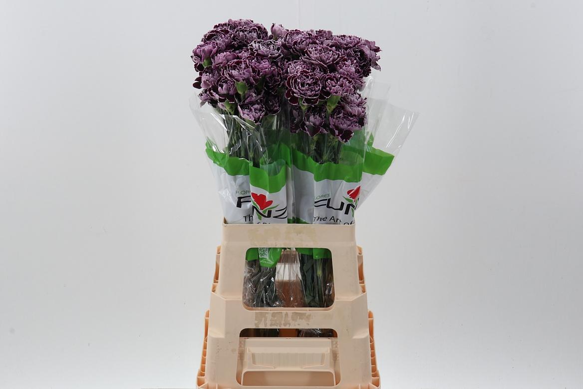 Срезанные цветы оптом Dianthus st minerva от 80шт. из Голландии с доставкой по России