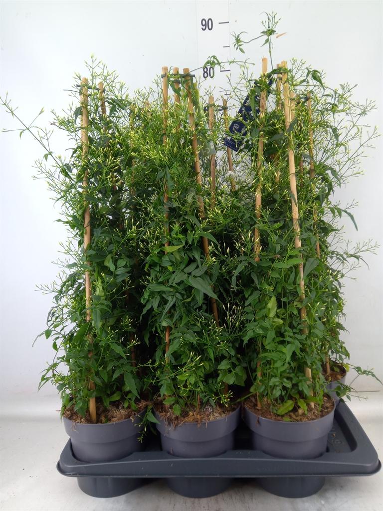 Горшечные цветы и растения оптом Jasminum Polyanthum от 6шт из Голландии с доставкой по России