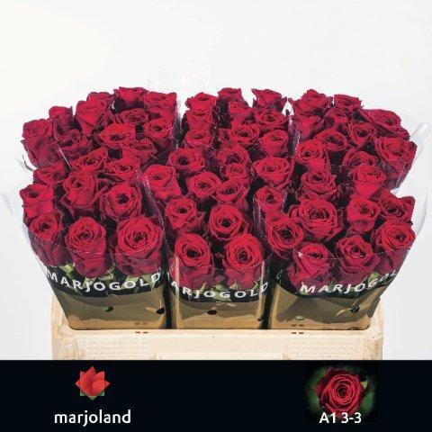 Срезанные цветы оптом Rosa large red naomi! от 60шт из Голландии с доставкой по России