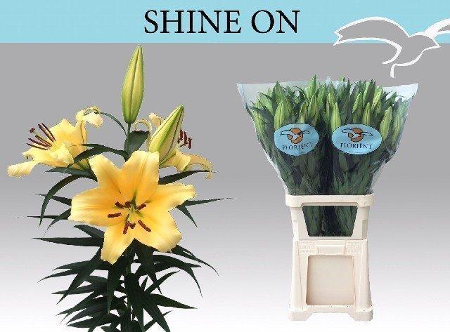 Срезанные цветы оптом Lilium or shine on от 20шт из Голландии с доставкой по России