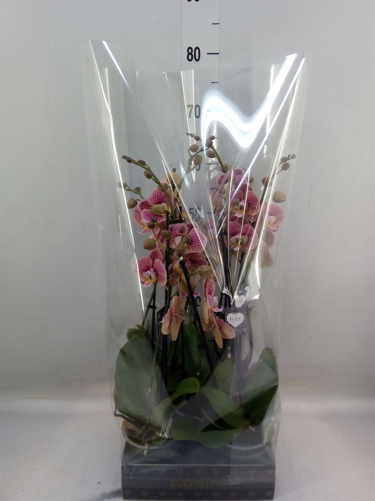 Горшечные цветы и растения оптом Phalaenopsis   ...rose от 5шт из Голландии с доставкой по России