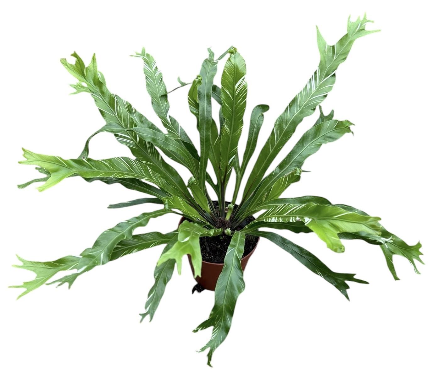 Горшечные цветы и растения оптом Asplenium Nidus Variegata от 1шт (для телеги) из Голландии с доставкой по России