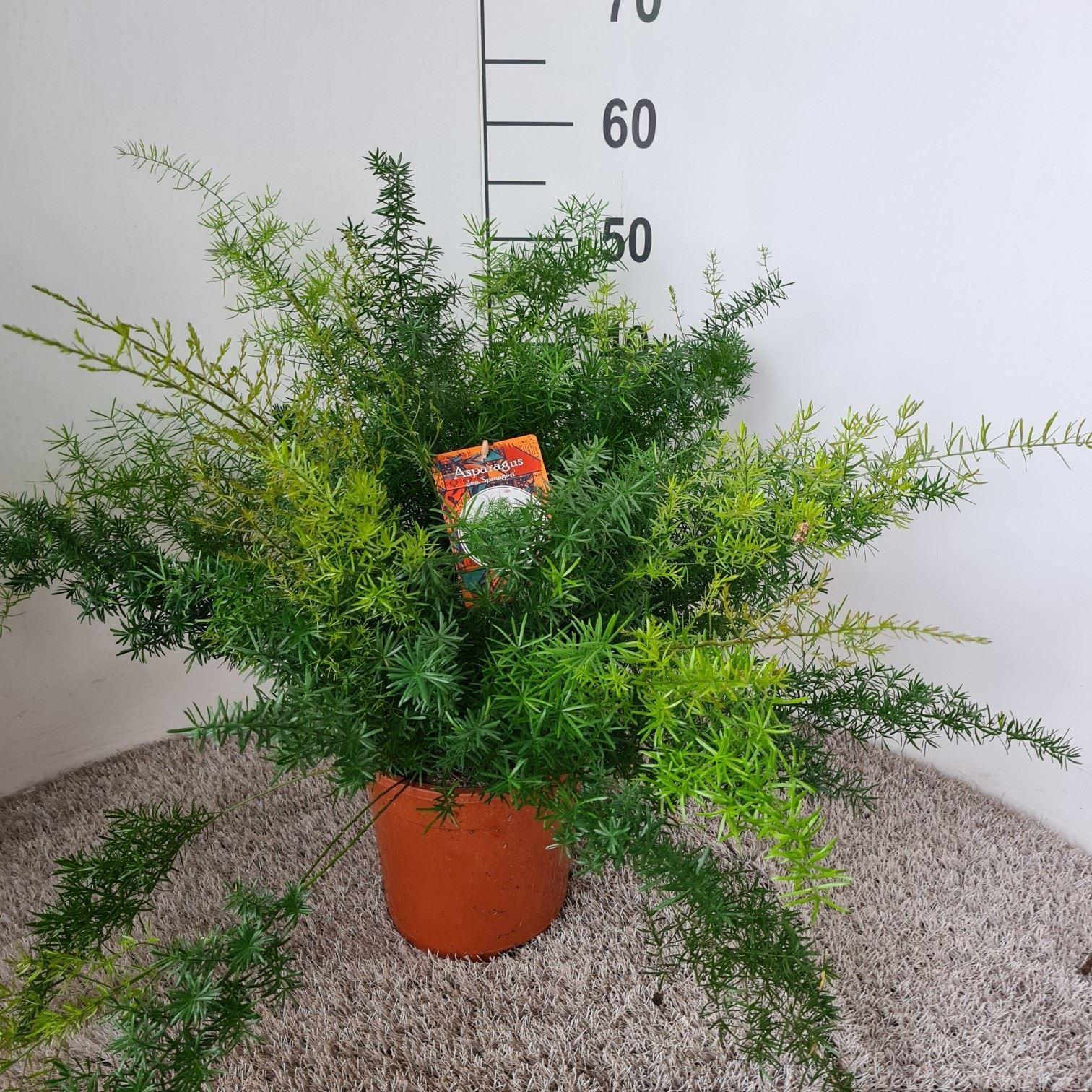 Горшечные цветы и растения оптом Asparagus Dens. sprengeri от 1шт из Голландии с доставкой по России