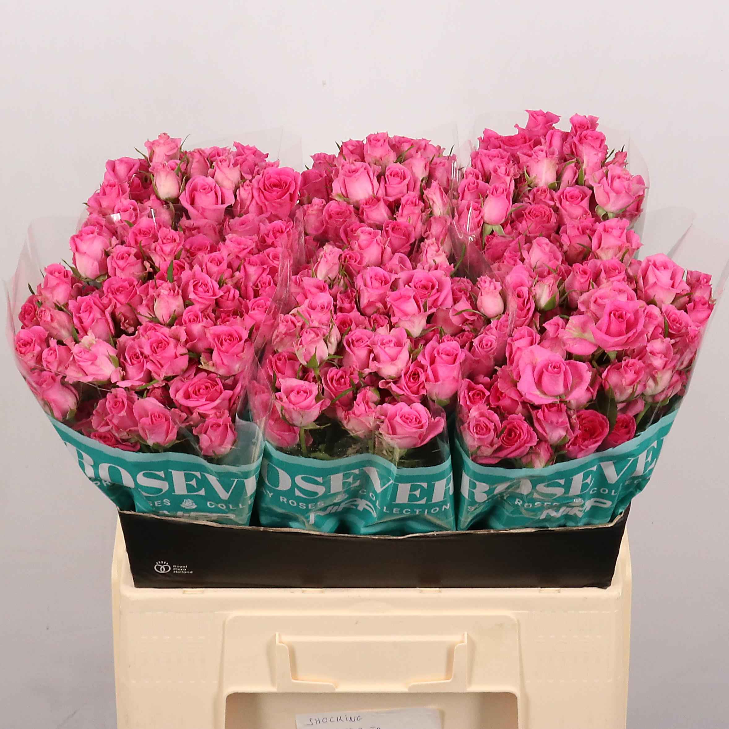 Срезанные цветы оптом Rosa sp shocking rosever от 40шт из Голландии с доставкой по России