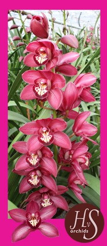 Срезанные цветы оптом Cymbidium red barolo от 12шт из Голландии с доставкой по России