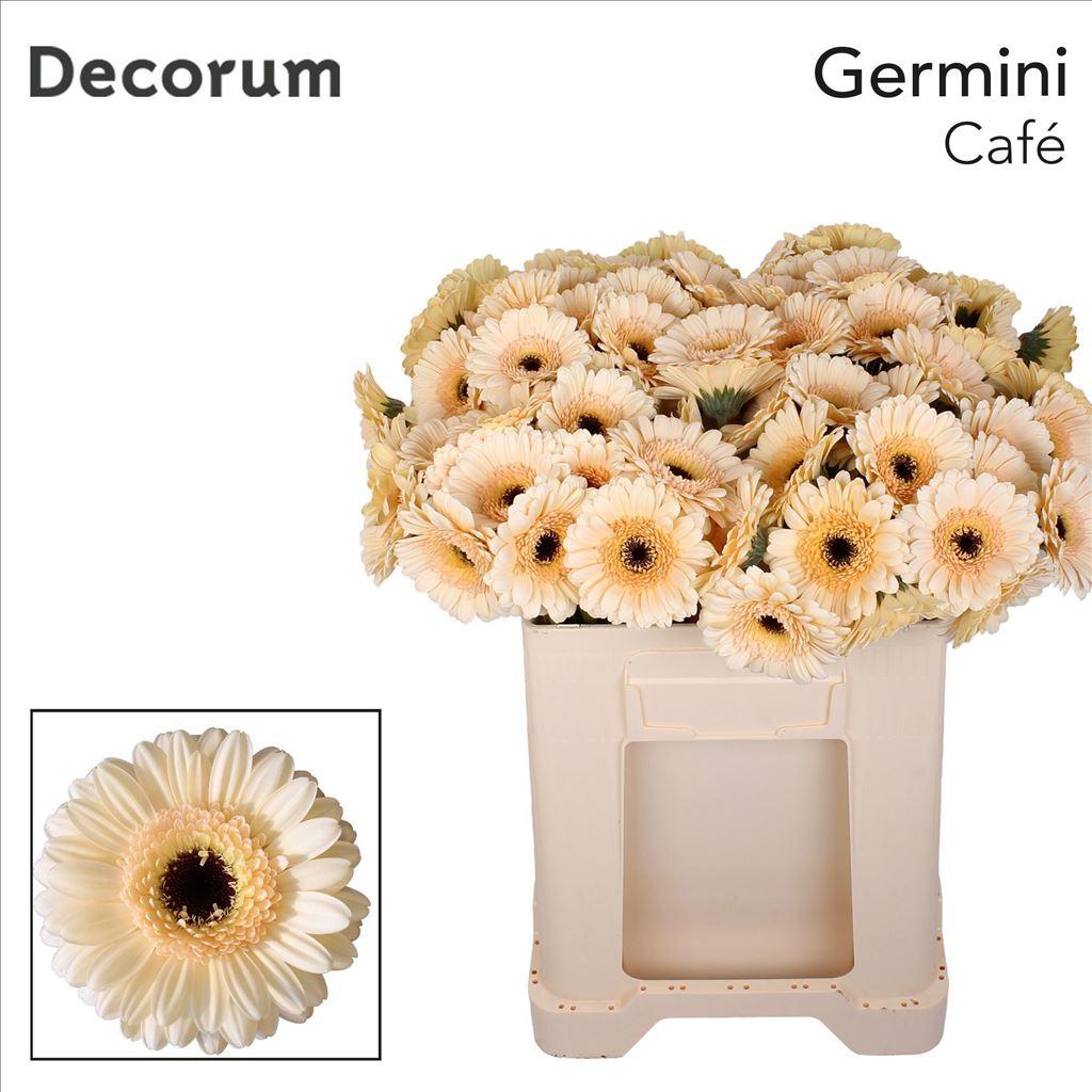 Срезанные цветы оптом Germini cafe от 80шт из Голландии с доставкой по России