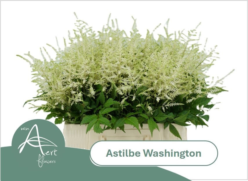 Срезанные цветы оптом Astilbe washington от 100шт из Голландии с доставкой по России