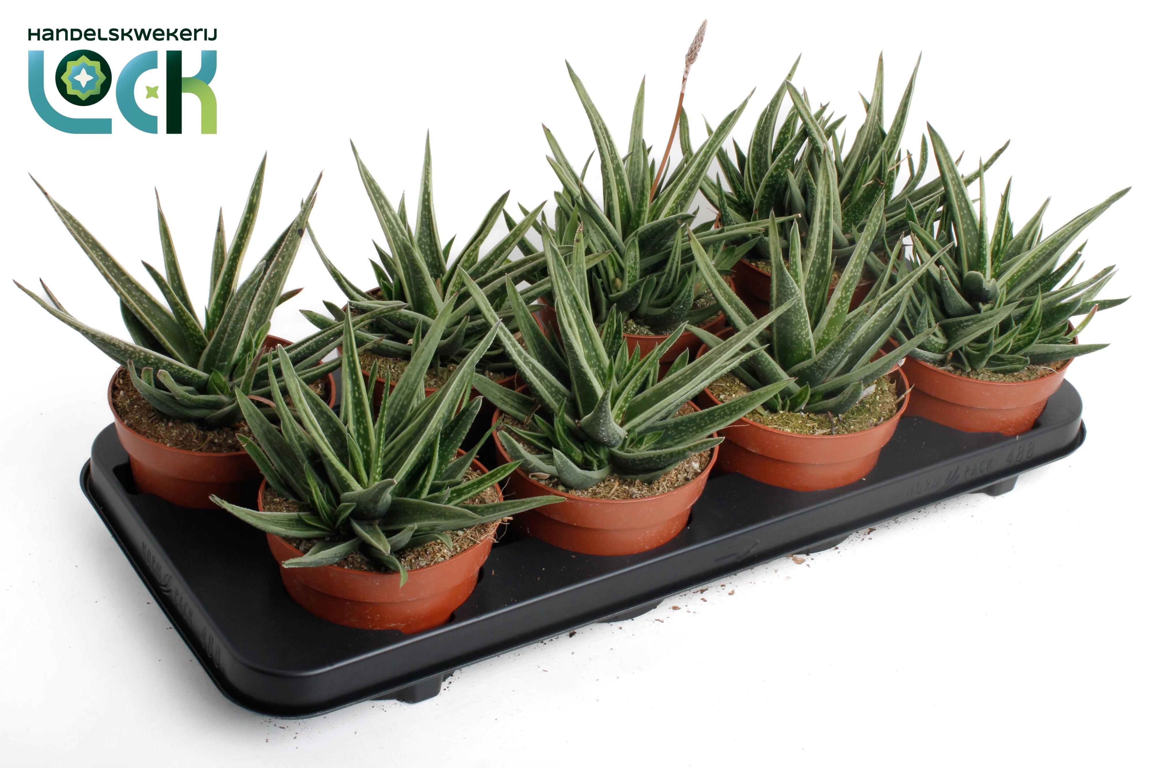 Горшечные цветы и растения оптом Gasteria Doreen от 8шт из Голландии с доставкой по России