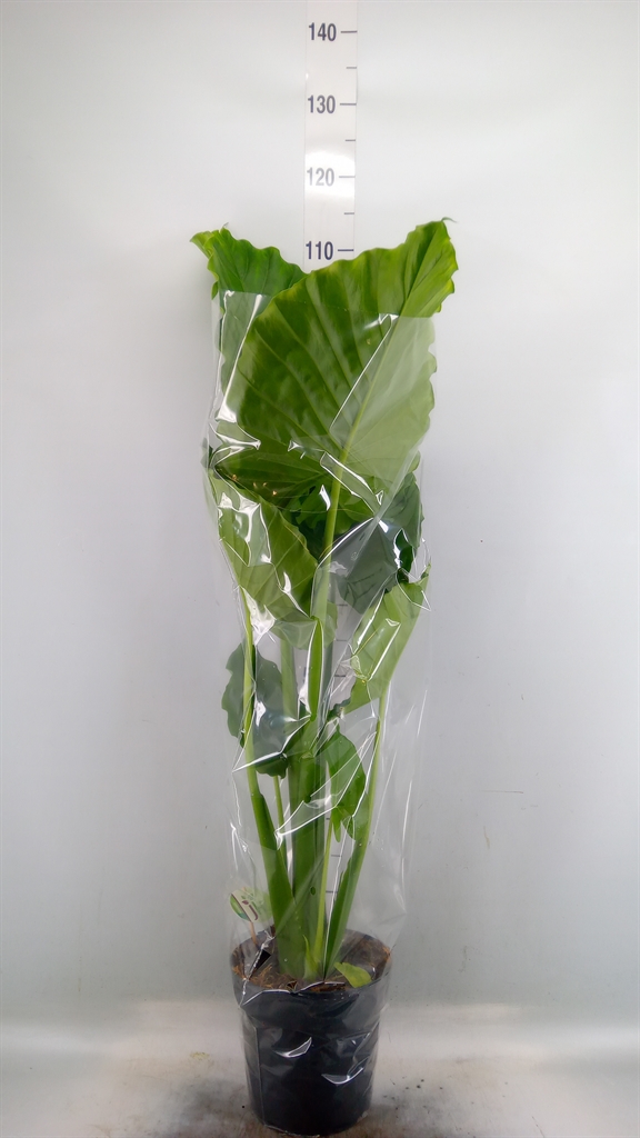 Горшечные цветы и растения оптом Alocasia Gageana от 1шт (для телеги) из Голландии с доставкой по России