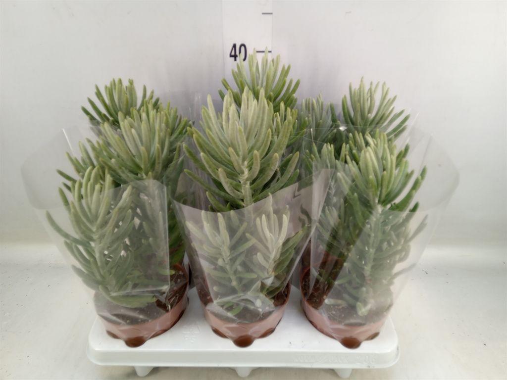 Горшечные цветы и растения оптом Senecio   ... от 6шт из Голландии с доставкой по России