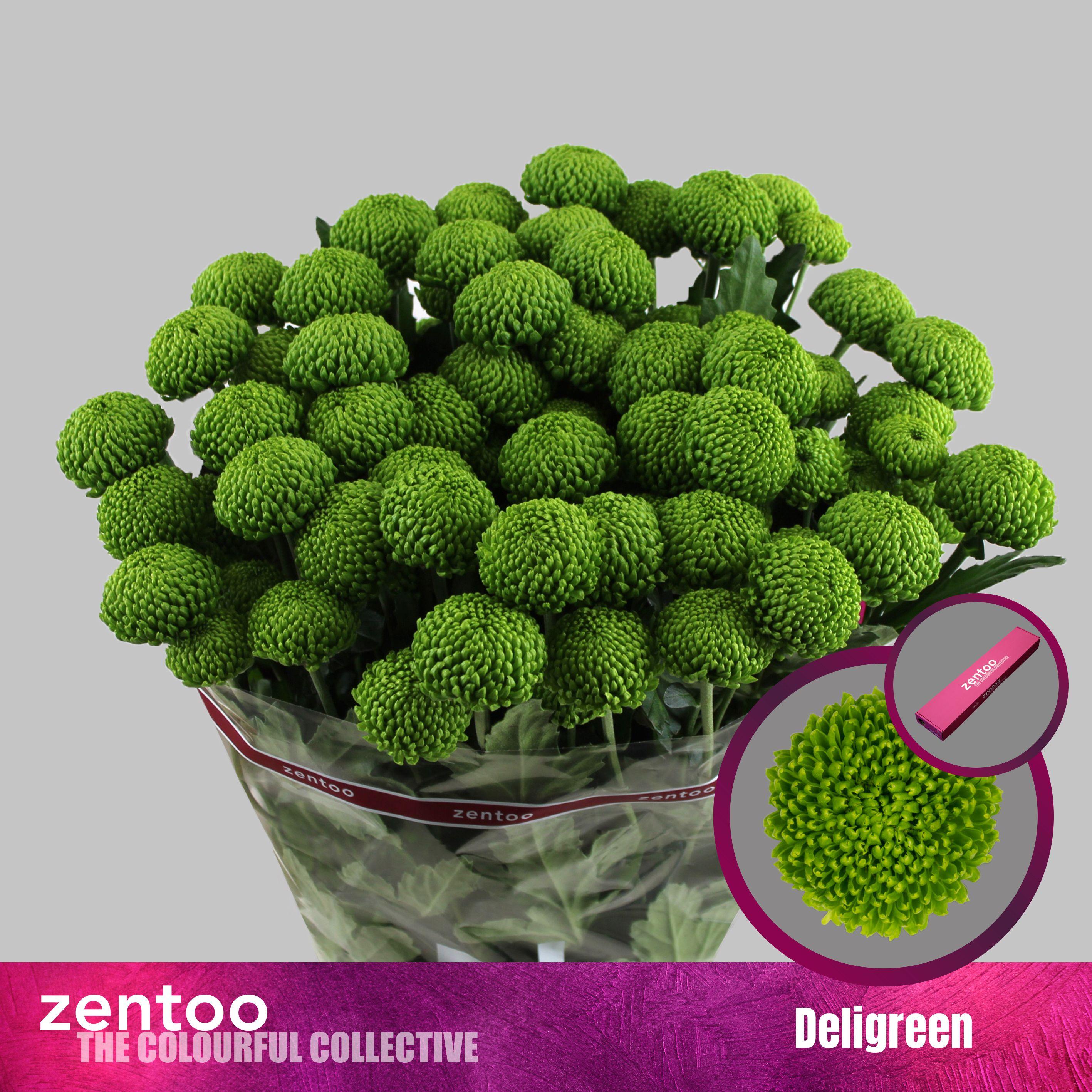 Срезанные цветы оптом Chrys sp deligreen от 20шт из Голландии с доставкой по России