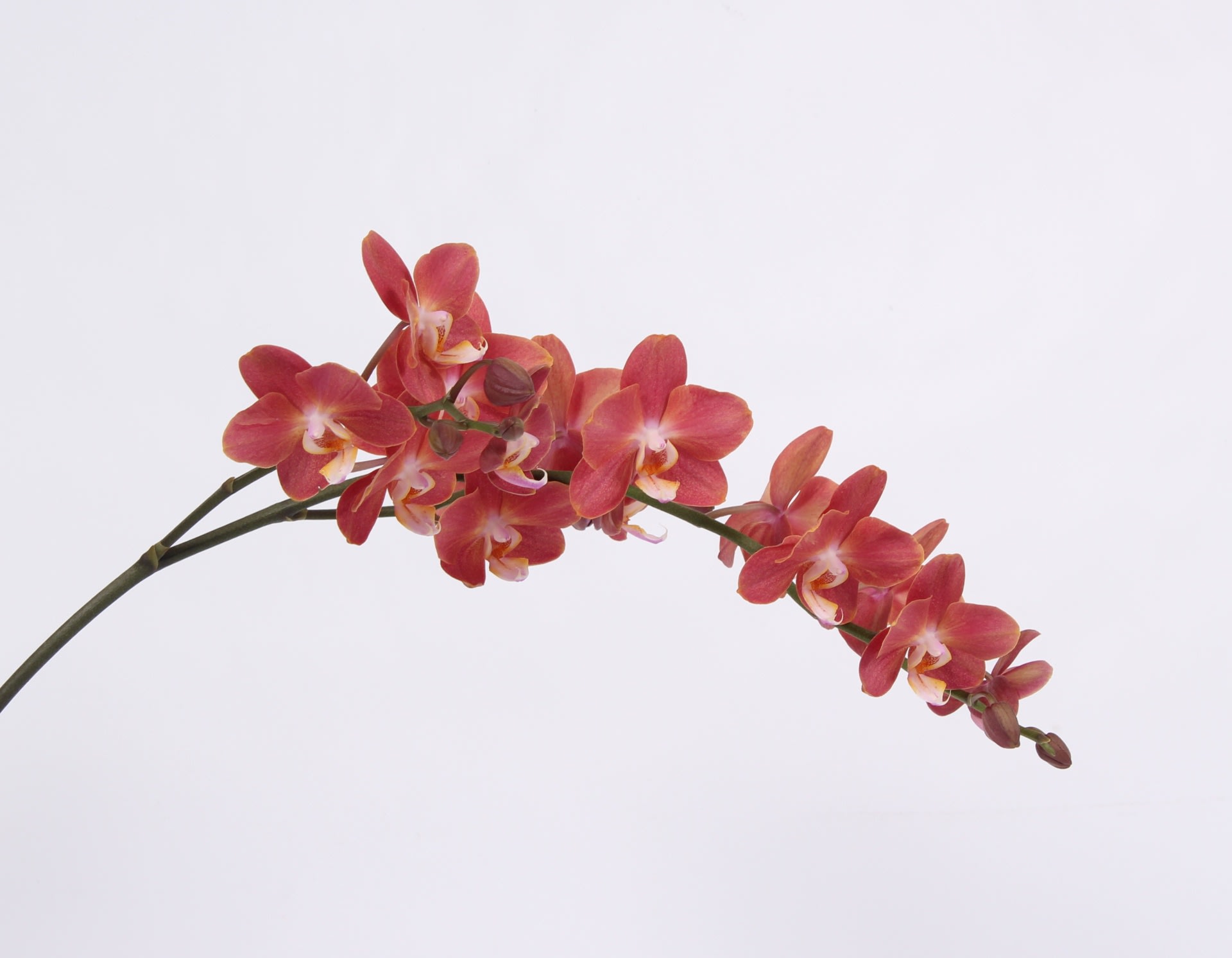 Срезанные цветы оптом Phalaenopsis horizon (per stem) от 12шт из Голландии с доставкой по России