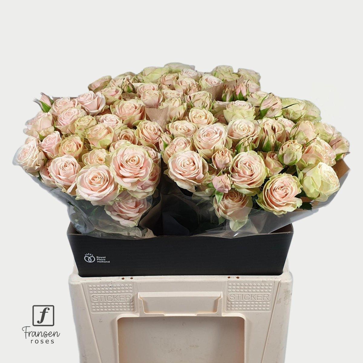 Срезанные цветы оптом Rosa spray whitney от 40шт из Голландии с доставкой по России