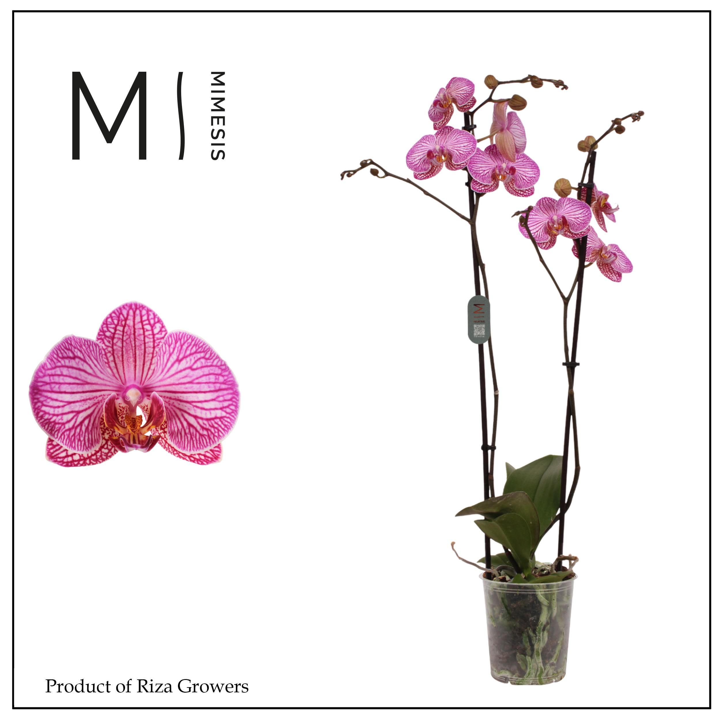 Горшечные цветы и растения оптом Phalaenopsis Flirtation 2 Spike - 12cm | Mimesis от 10шт из Голландии с доставкой по России