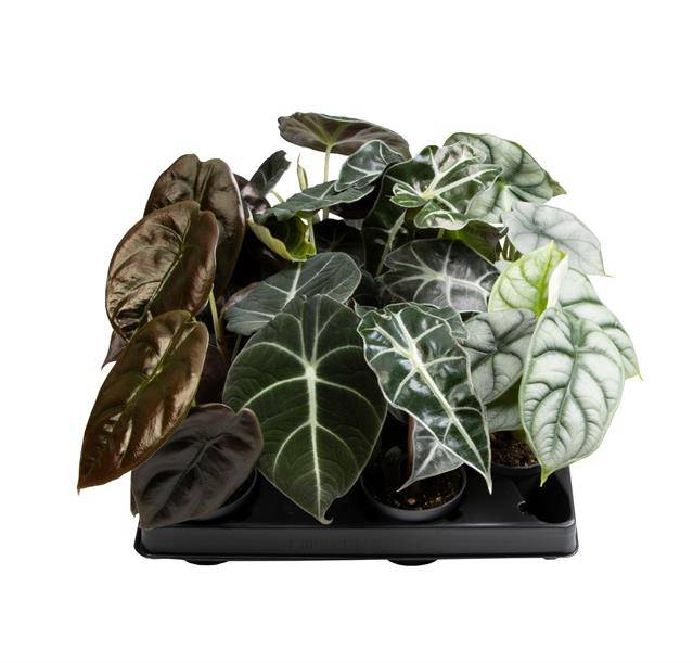 Горшечные цветы и растения оптом Alocasia Mix 6 Cm от 12шт из Голландии с доставкой по России