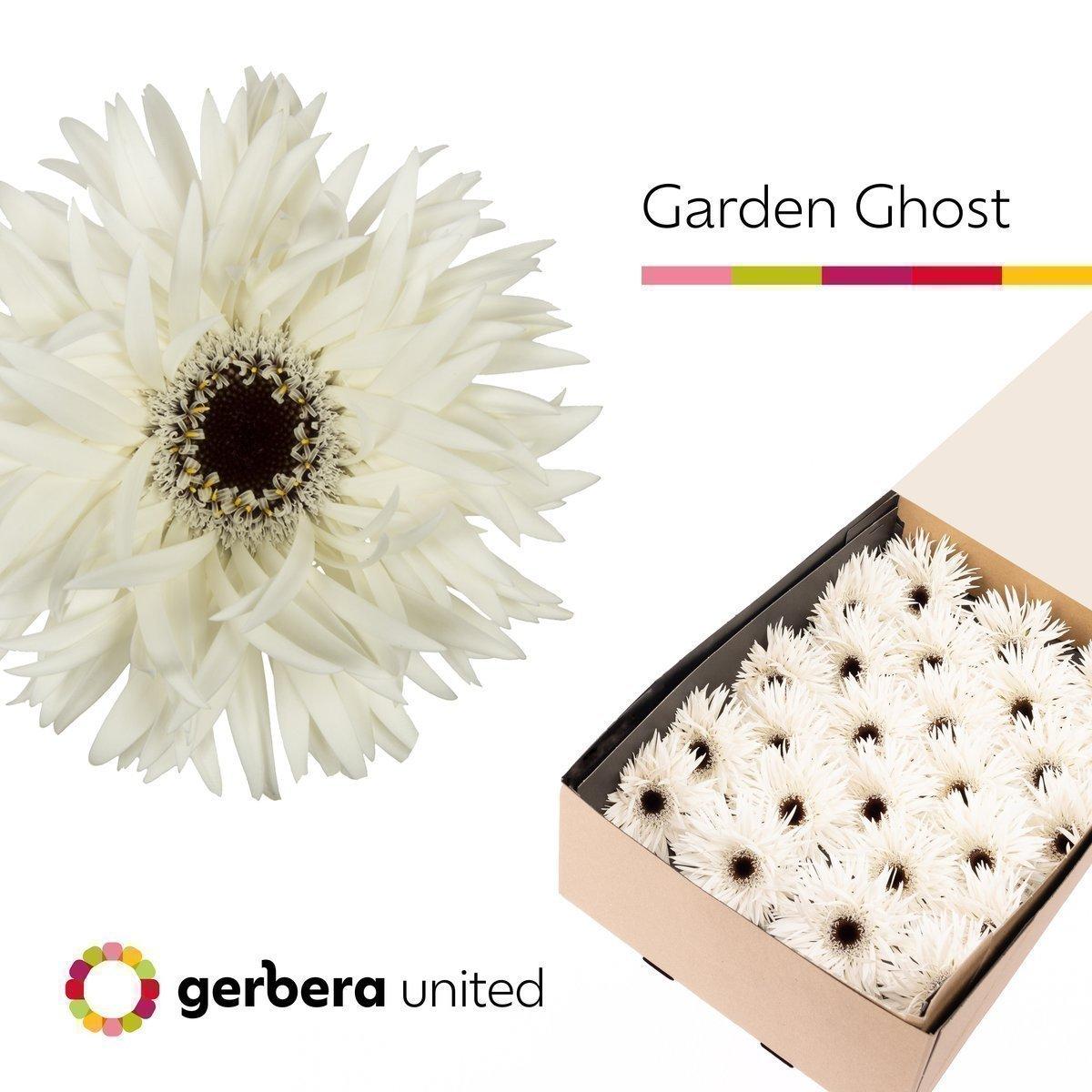 Срезанные цветы оптом Gerbera garden ghost от 25шт из Голландии с доставкой по России