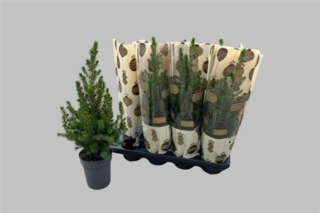 Горшечные цветы и растения оптом Picea Gl Conica Luxe Hoes от 8шт из Голландии с доставкой по России