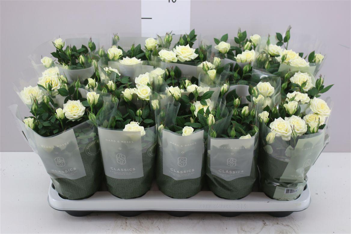 Горшечные цветы и растения оптом Rosa Kordana Wit от 15шт из Голландии с доставкой по России