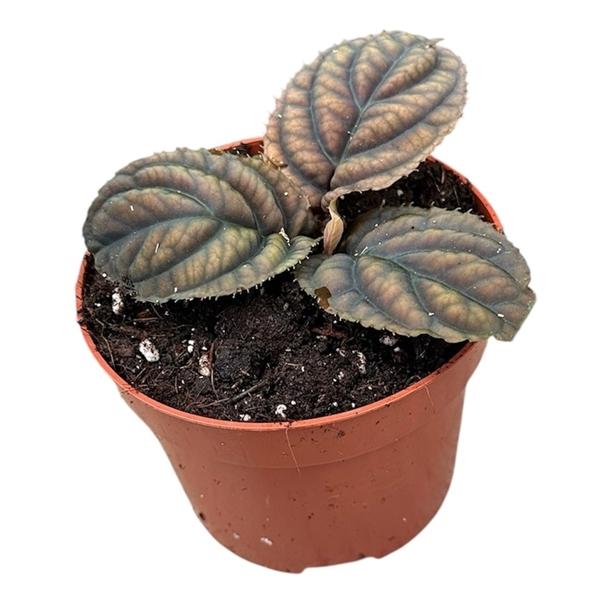 Горшечные цветы и растения оптом Labisia Vietnam от 1шт из Голландии с доставкой по России