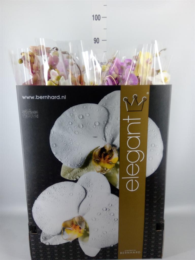 Горшечные цветы и растения оптом Phalaenopsis   ...mix  8 от 12шт из Голландии с доставкой по России