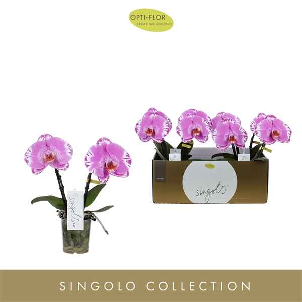 Горшечные цветы и растения оптом Phal 2st Singolo Victorio (opti) от 4шт из Голландии с доставкой по России