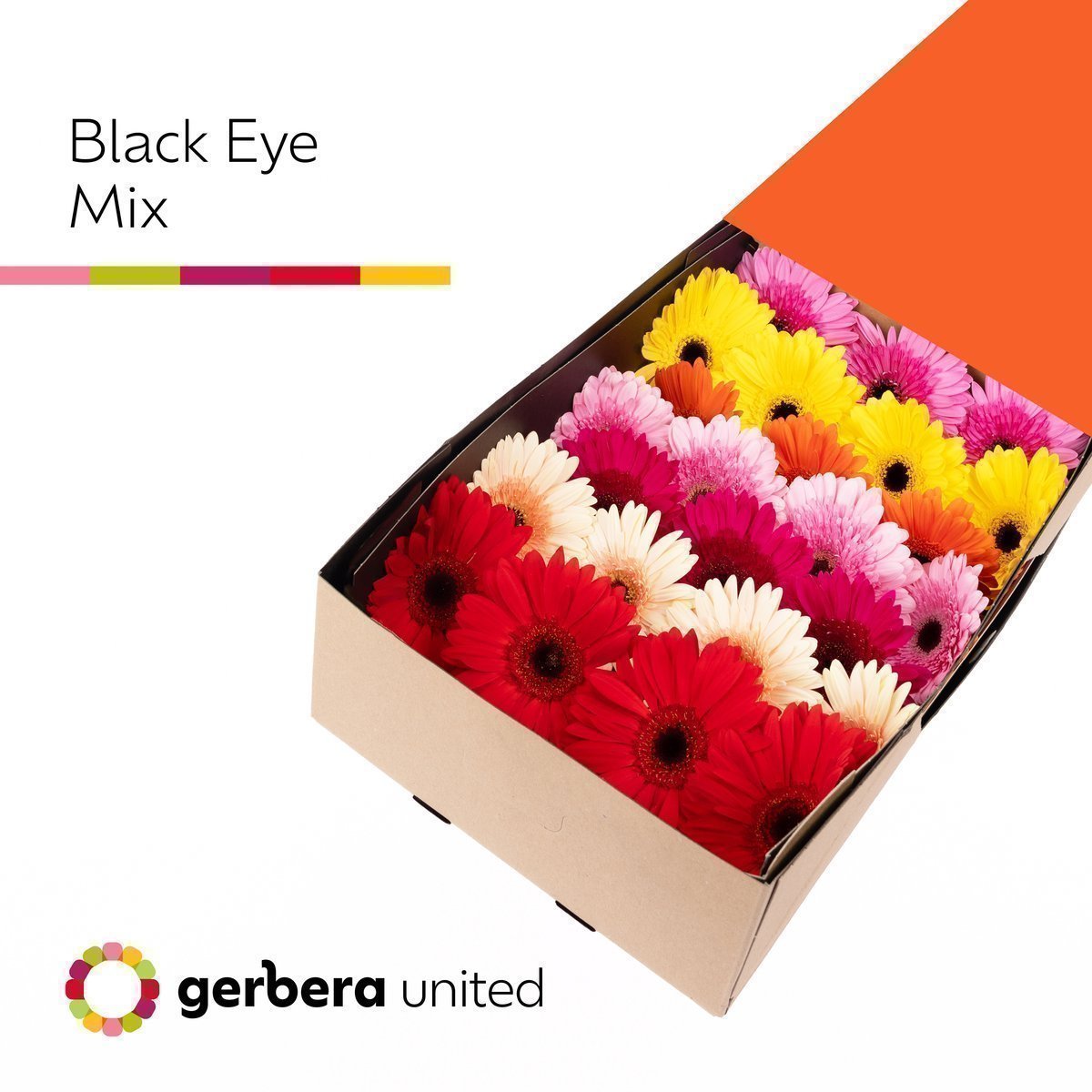Срезанные цветы оптом Gerbera mix black eye от 25шт из Голландии с доставкой по России