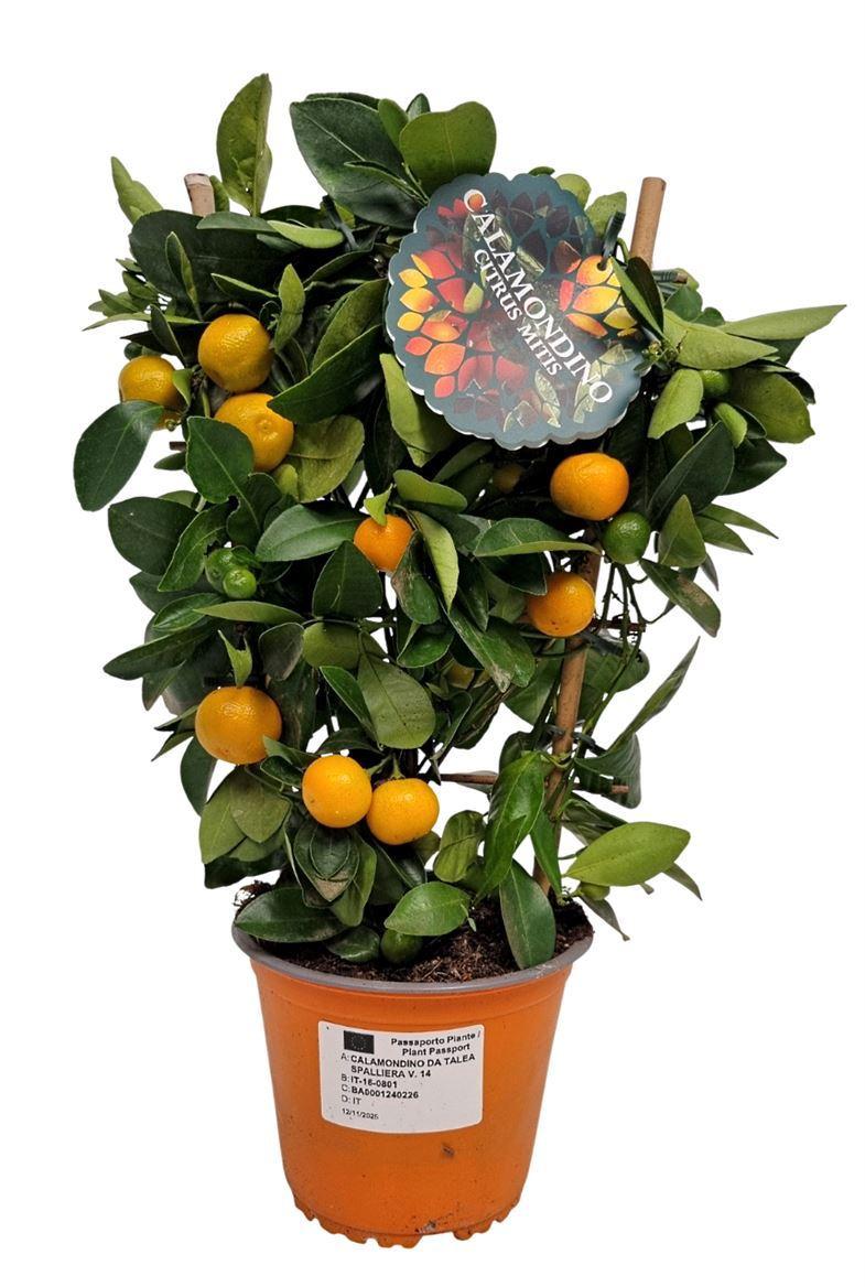 Горшечные цветы и растения оптом Citr Microcarpa от 6шт (для телеги) из Голландии с доставкой по России