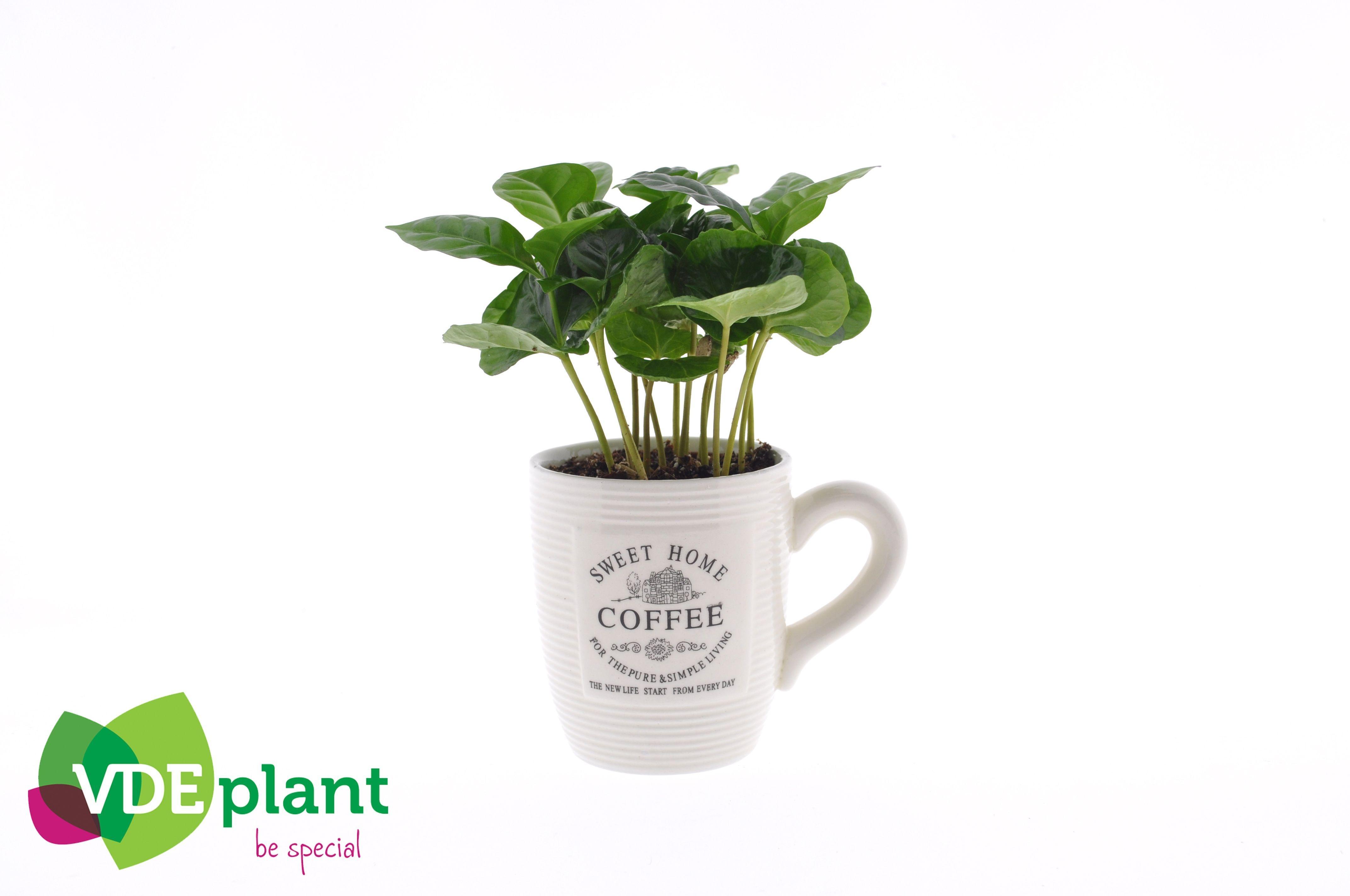 Горшечные цветы и растения оптом Coffea Arabica (+ Drp.koffiemok) от 12шт (для телеги) из Голландии с доставкой по России