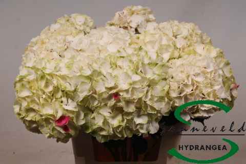Срезанные цветы оптом Hydrangea от 10шт из Голландии с доставкой по России