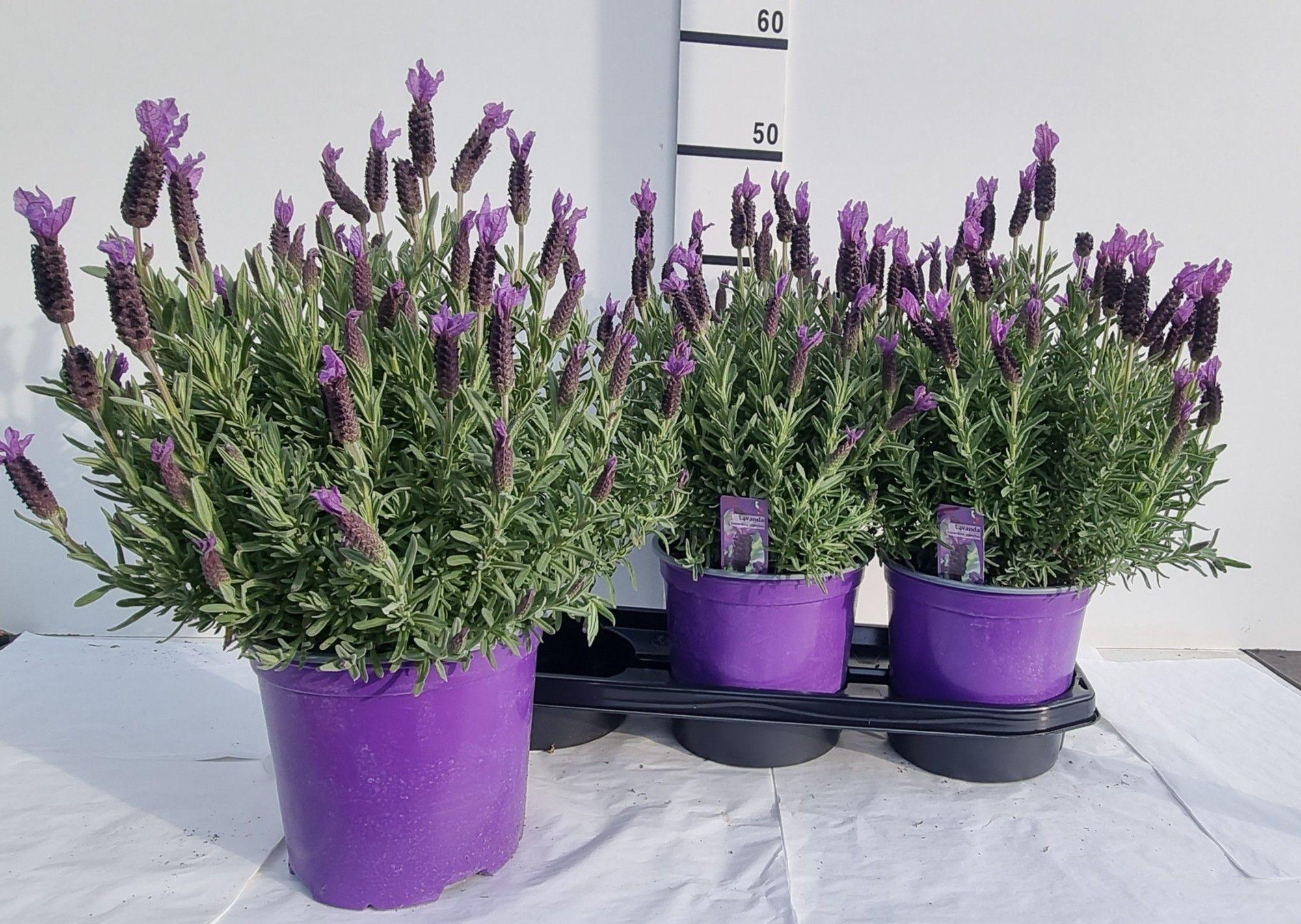 Горшечные цветы и растения оптом Lavan Stoechas от 3шт из Голландии с доставкой по России