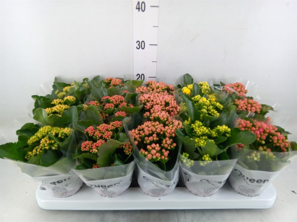 Горшечные цветы и растения оптом Kalanchoe Blos.   ..rosebud Mix  5 от 15шт (для телеги) из Голландии с доставкой по России
