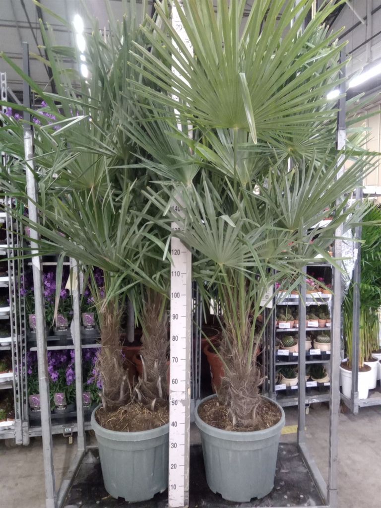 Горшечные цветы и растения оптом Trachycarpus Fortunei от 1шт из Голландии с доставкой по России