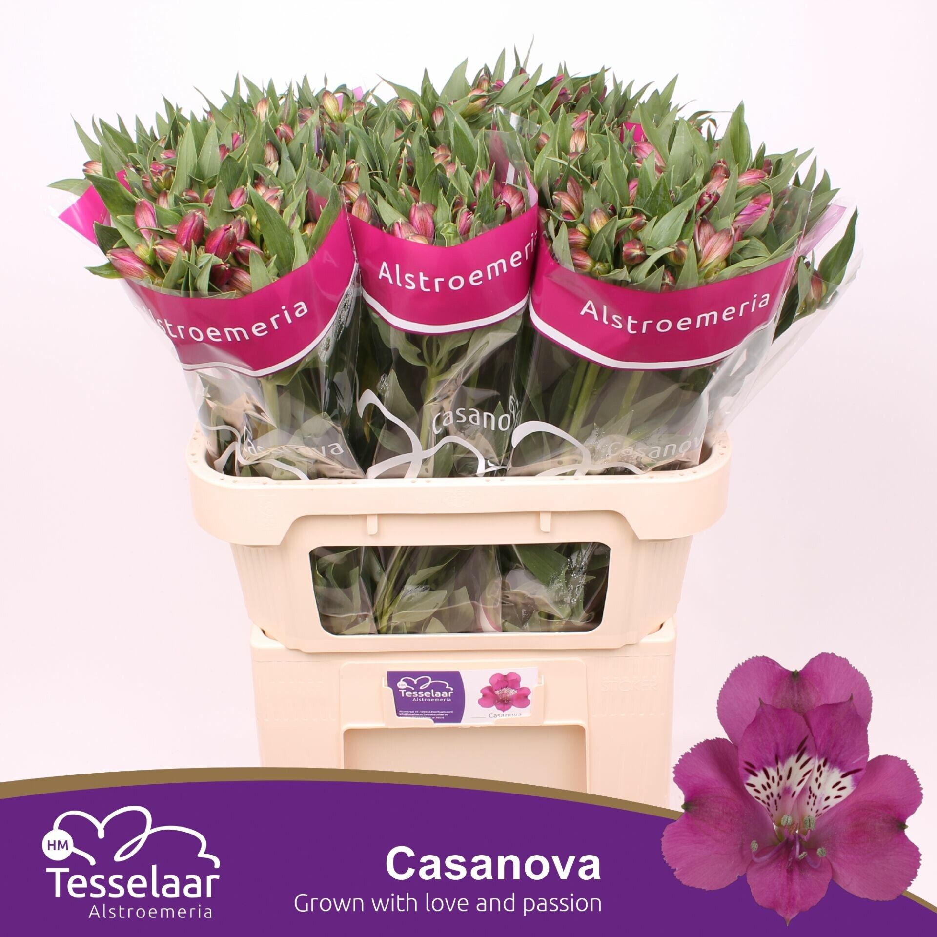 Срезанные цветы оптом Alstroemeria casanova от 80шт из Голландии с доставкой по России