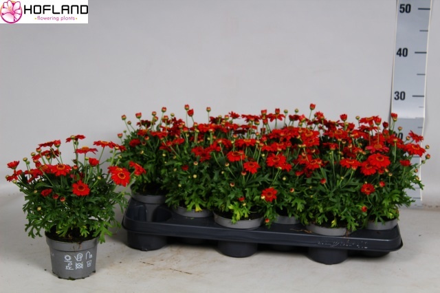 Горшечные цветы и растения оптом Arg La Rita Purp Red от 12шт из Голландии с доставкой по России